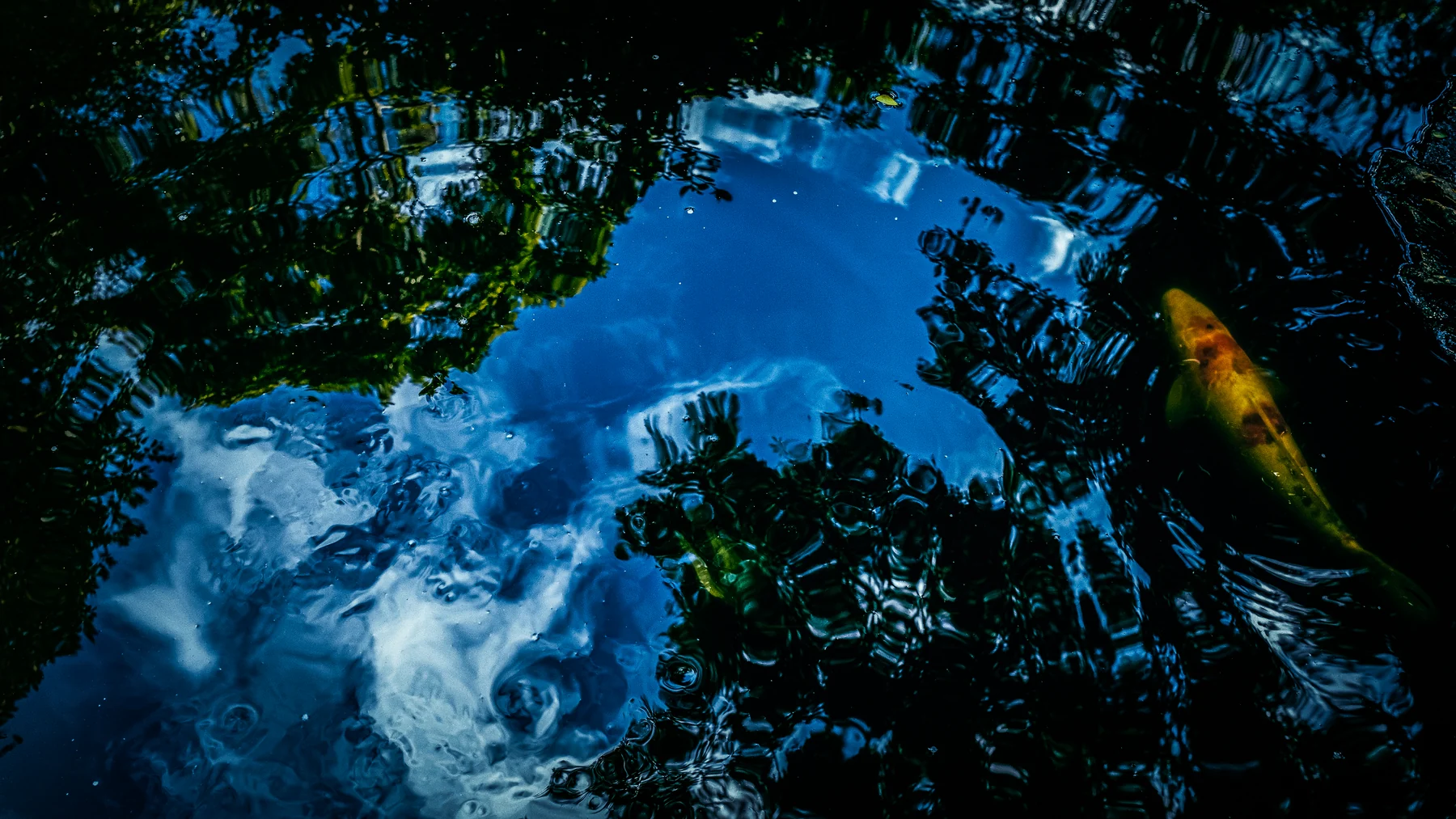 Blue sky, clouds, trees, and a koi reflected in dark water.