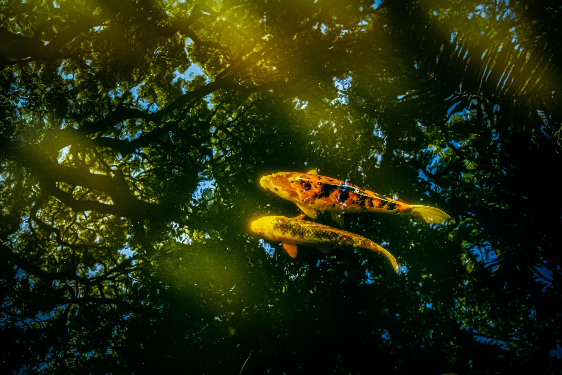 Two koi floating beneath warm light and reflected tree branches.