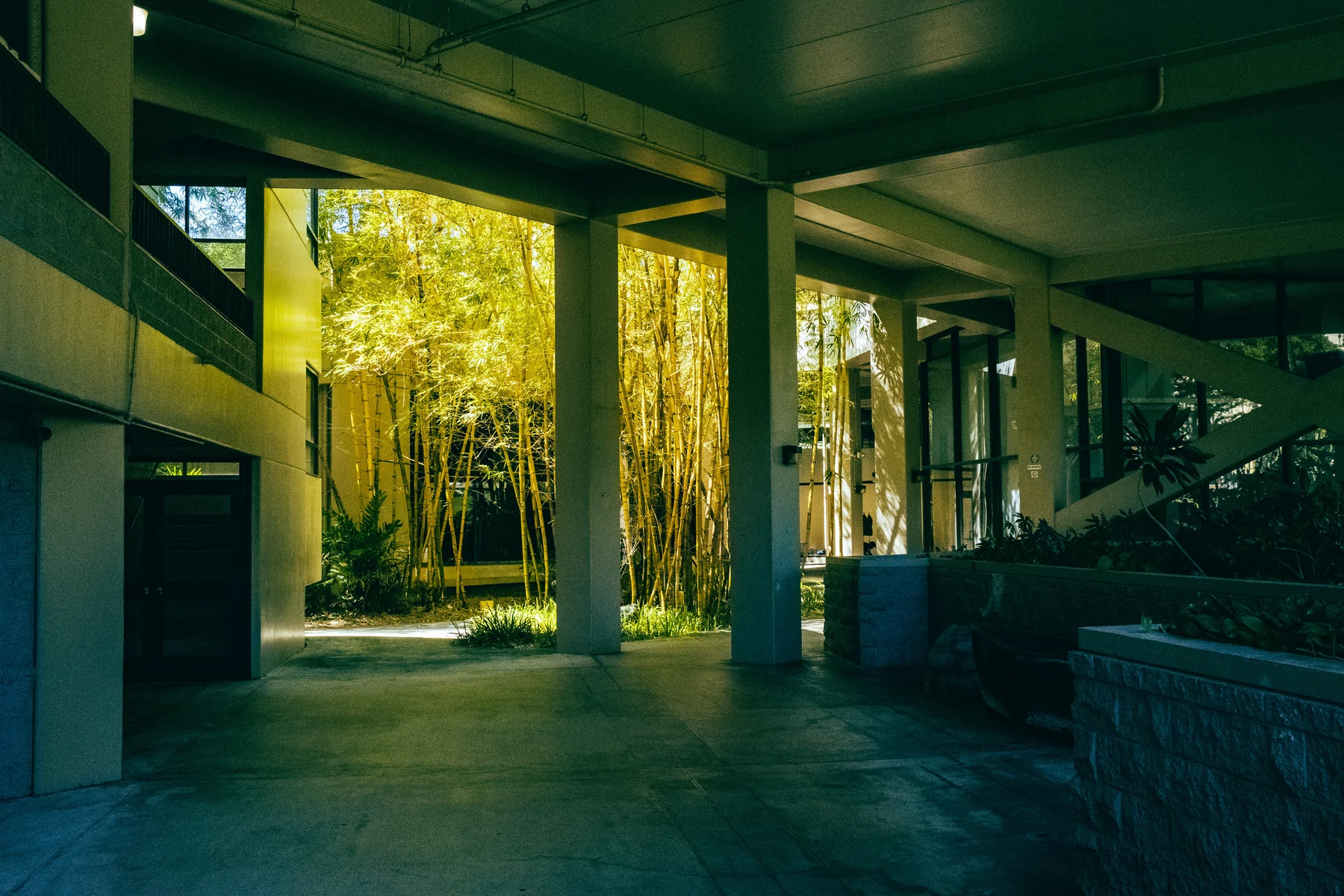 A shaded concrete walkway opening onto a glowing bamboo garden.